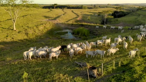 Herd of cattle on pasture at sunset Video stock 153937360