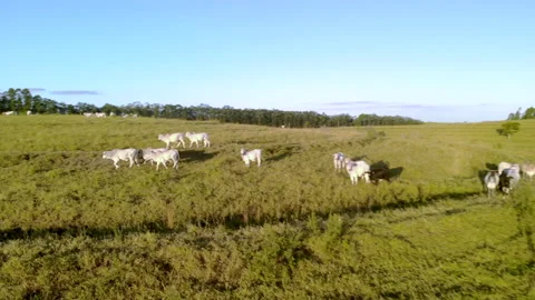 Herd of cattle on pasture at sunset Video stock 153937765
