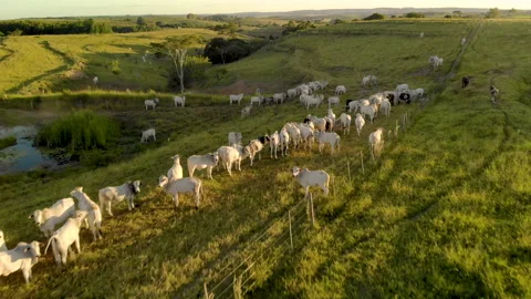 Herd of cattle on pasture at sunset Video stock 153938454