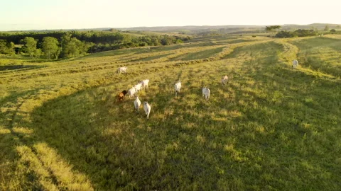Herd of cattle on pasture at sunset Video stock 153938593