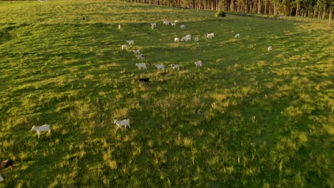 Herd of cattle on pasture at sunset Video stock 153939315