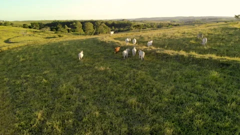 Herd of cattle on pasture at sunset Video stock 153939348