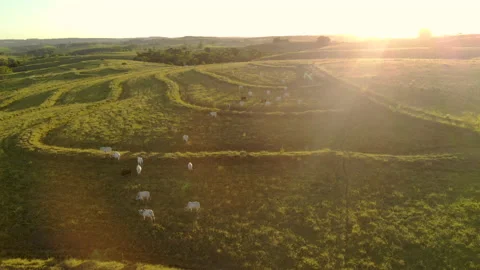 Herd of cattle on pasture at sunset Video stock 153939424