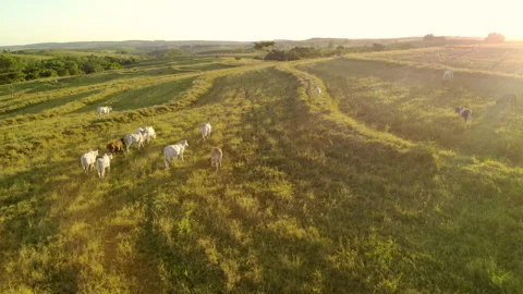 Herd of cattle on pasture at sunset Video stock 153939535