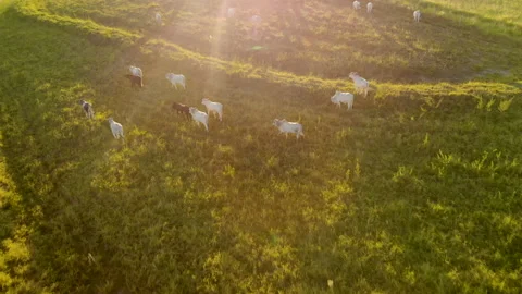 Herd of cattle on pasture at sunset Video stock 153939924