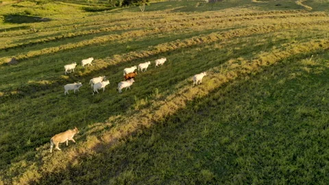 Herd of cattle on pasture at sunset Video stock 153940014