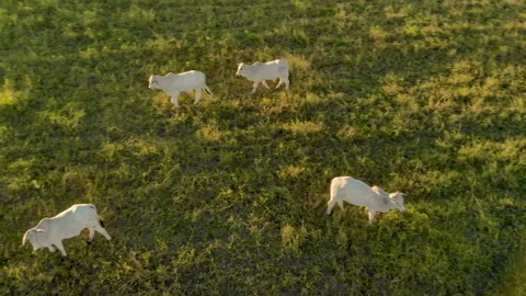 Herd of cattle on pasture at sunset Stock Footage 153940035