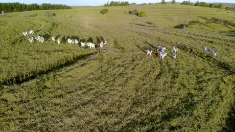 Herd of cattle on pasture at sunset Video stock 153940191