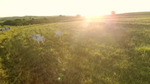 Herd of cattle on pasture at sunset Video stock 153940429