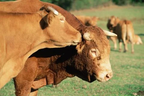 Herd of cattle Stock Photos