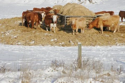 Herd Of Cattle Stock Photos