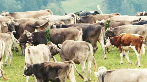 Herd of cattle procession cows Video stock 67892450