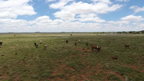 Herd of Cattle Running Across a Field on a Sunny Day Stock Footage 243571283