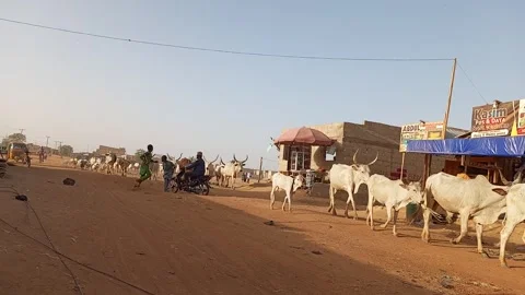 Herd Cattle Sheep Passing Road Ungogo Kano Nigeria Stock Footage 329678628