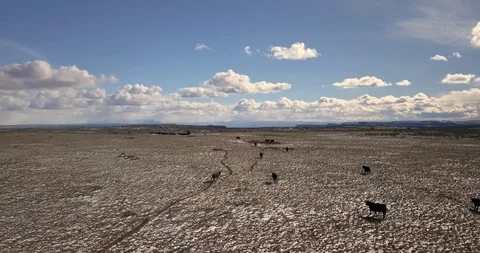 Herd of cattle slowly move away in a snowy high desert prairie Stock Footage 107110564