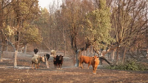 Herd of Cattle Standing in Burnt Forest Clearing on Charred Earth After Wildfire Stock Footage 315128876