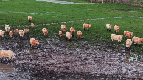 Herd of cattle standing in a muddy green field after rain Stock Footage 329033909