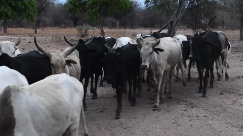 A herd of cattle standing on top of a dirt field Stock Footage 155404732
