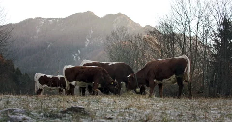 A herd of cattle standing on top of a dry grass field eating Stock Footage 149495033