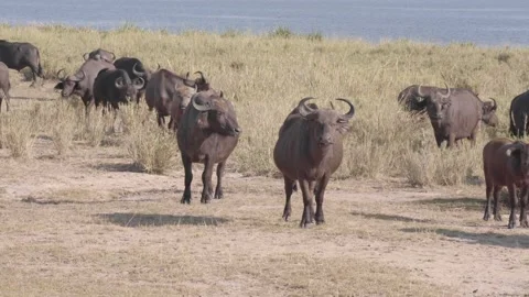 A herd of cattle standing on top of a dry grass field Stock Footage 155395410