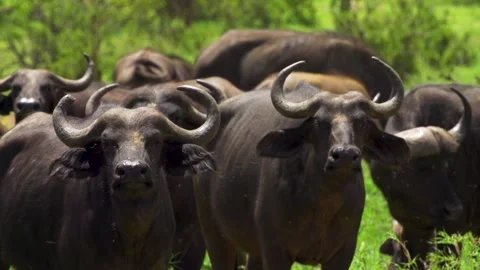 A herd of cattle standing on top of a grass covered field Stock Footage 155395974