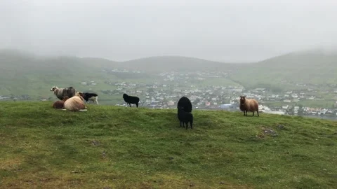 A herd of cattle standing on top of a grass covered field Video stock 155398463