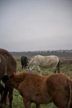 A herd of cattle standing on top of a grass covered field Stock Photos