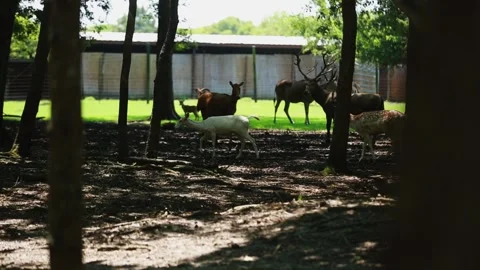 A herd of cattle standing on top of a horse Stock Footage 155355121