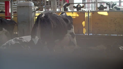 A herd of cattle standing on top of a metal fence. Dairy cows in a farm Stock Footage 147996739