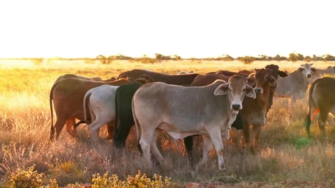 Herd of Cattle At Sunset in Dusty Red Dirt Western Australia Vidéo 276428517