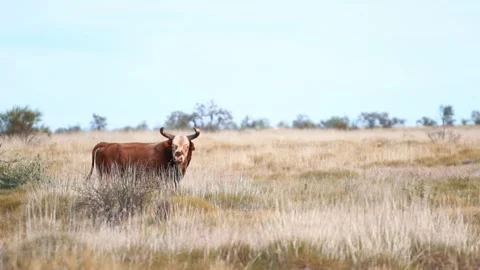 Herd of Cattle At Sunset in Dusty Red Dirt Western Australia Vidéo 276428540