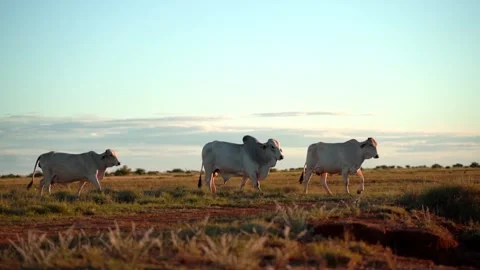 Herd of Cattle At Sunset in Dusty Red Dirt Western Australia Vidéo 276446586