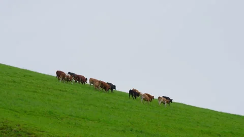 A Herd of Cattle Walking Across a Vibrant Green Hillside Stockbeeldmateriaal 338186348