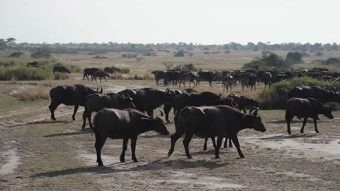 A herd of cattle walking down a dirt road Stock Footage 155406078