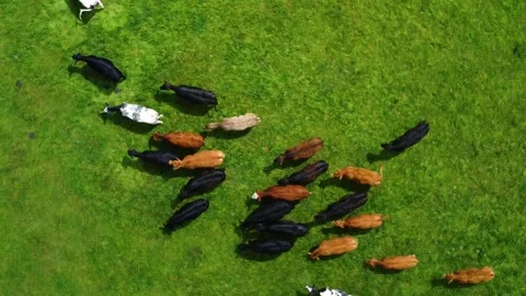 Herd of Cattle Walking in Line on Bright Green Pasture, Exmoor Devon Vidéo 338163163