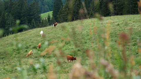 Herd of cattle walking in meadow, 4K Stock Footage 137033262