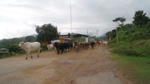 Herd of cattle walking on road, Rio Platano Biosphere Reserve Stock Footage 62388967