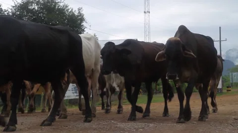 Herd of cattle walking on road, Rio Platano Biosphere Reserve Stock Footage 62388973