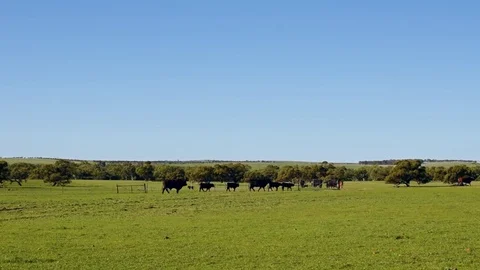 Herd of cattle walking through green grass field under blue sky Stock Footage 81739614