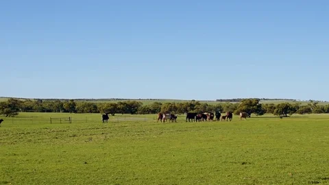 Herd of cattle walking through green grass field under blue sky Stock-Footage 81740495