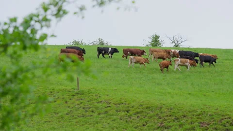 A Herd of Cattle Walking Through a Lush Green Pasture 動画素材 338186232