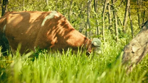 Herd of cattle in woods, authentic rural livestock footage Stock Footage 334630389