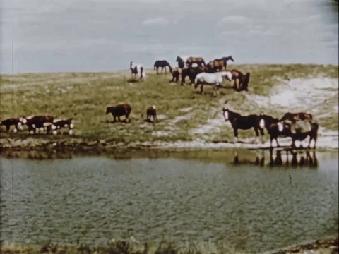 Herd of cattle's in the field - 1950 Stock Footage 95182365