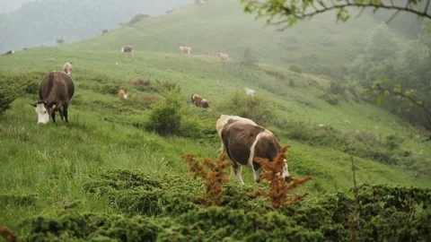 Herd of cattles grazing on green mountain pasture in a foggy summer day Stock Footage 109606187