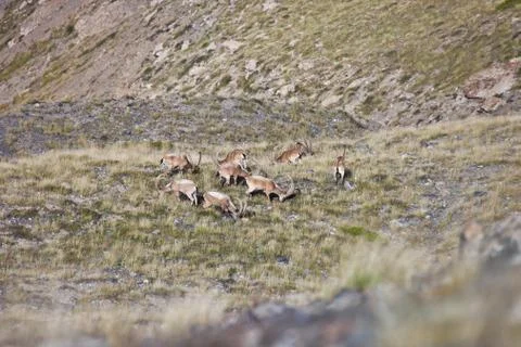 Herd of Central-Asian ibex in a pasture in the Tien Shan mountains, Kyrgyzsta Stock Photos