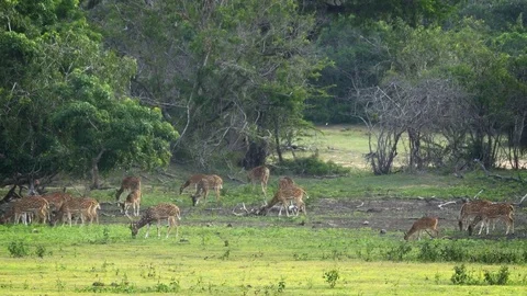 Herd of Ceylon Spotted Deer in Sri Lankan Wildlife Sanctuary 库存影片 75068910