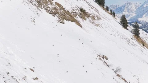 A herd of chamois is seen scattered across a steep, snow-covered mountain slope Stock Footage 346666494