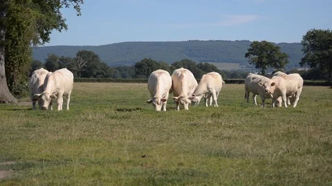 Herd of Charolaises cows Video stock 78577991