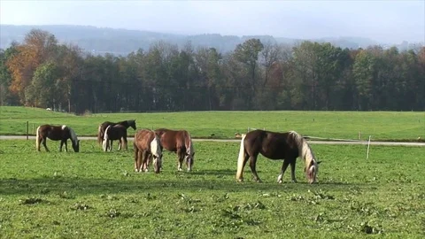 Herd of chestnut horses graze in a Fall field Stockbeeldmateriaal 77819442