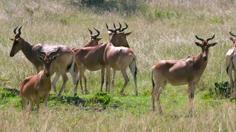 herd COKE'S HARTEBEEST NAIROBI KENYA AFR... | Stock Video | Pond5